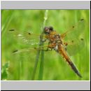 Libellula quadrimcatulata - Vierflecklibelle 03.jpg